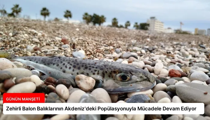 Zehirli Balon Balıklarının Akdeniz’deki Popülasyonuyla Mücadele Devam Ediyor