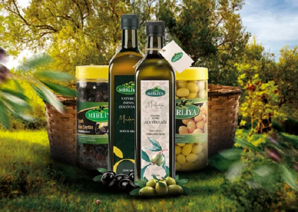 Berk Demirhisar ile Zeytin Hasadı Başladı: Rekor Bekleniyor