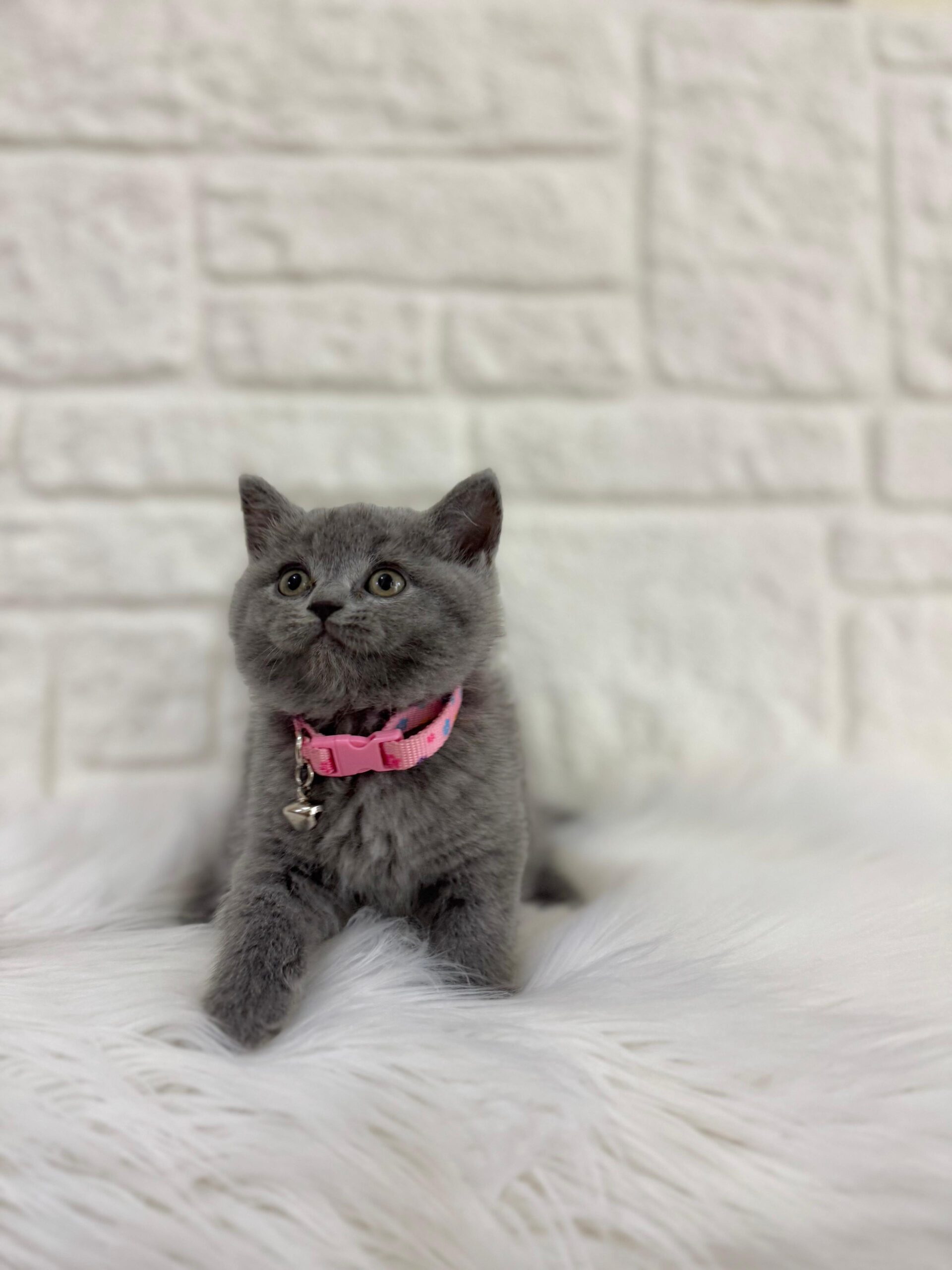 İngiltere’nin Tombul ve Sevimli Kedisi British Shorthair