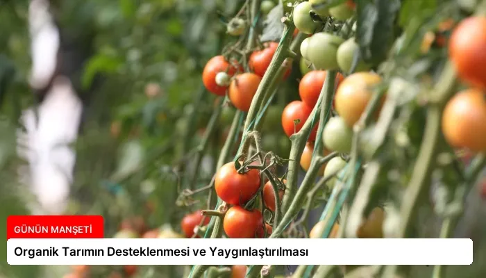 Organik Tarımın Desteklenmesi ve Yaygınlaştırılması