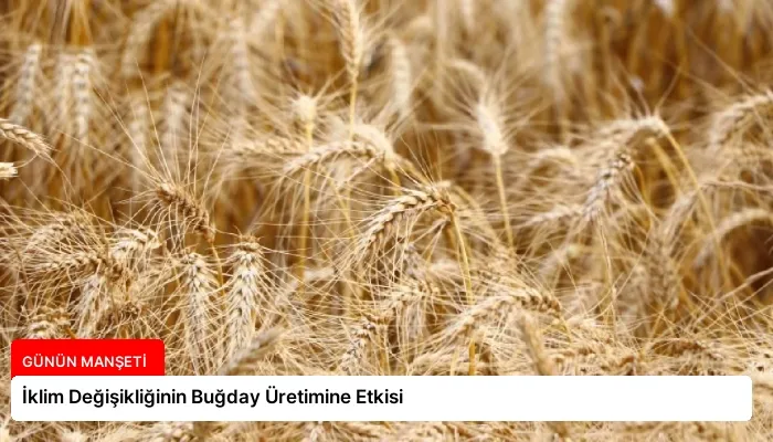 İklim Değişikliğinin Buğday Üretimine Etkisi