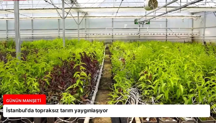 İstanbul’da topraksız tarım yaygınlaşıyor