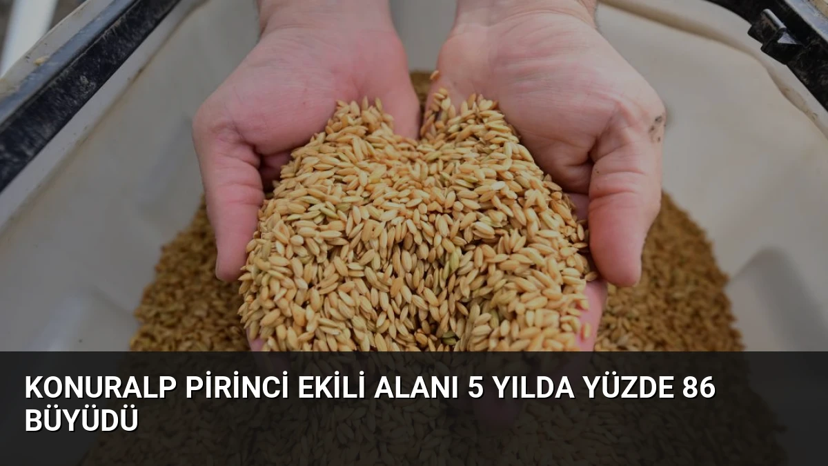 Konuralp Pirinci Ekili Alanı 5 Yılda Yüzde 86 Büyüdü