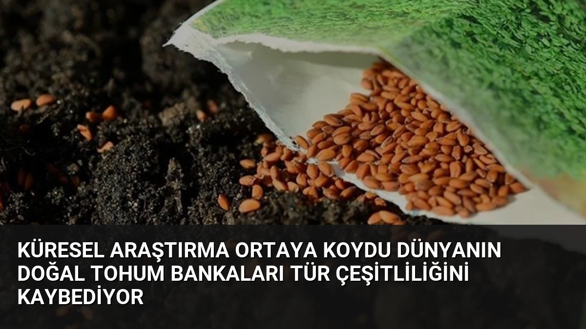 Küresel Araştırma Ortaya Koydu Dünyanın Doğal Tohum Bankaları Tür Çeşitliliğini Kaybediyor