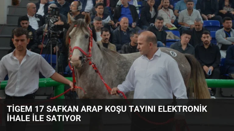 Tigem 17 Safkan Arap Koşu Tayını Elektronik İhale ile Satıyor
