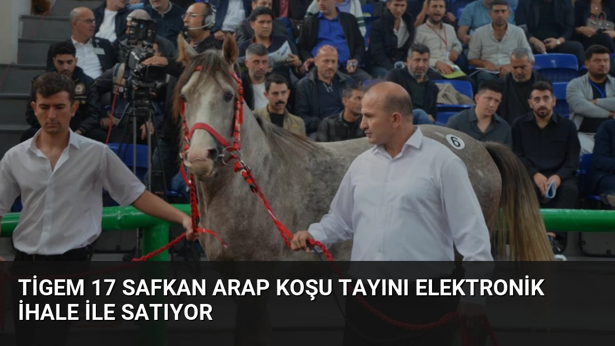 Tigem 17 Safkan Arap Koşu Tayını Elektronik İhale ile Satıyor