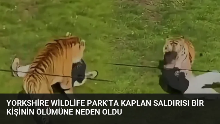 Yorkshire Wildlife Park’ta Kaplan Saldırısı Bir Kişinin Ölümüne Neden Oldu